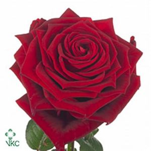 ROSE RED NAOMI 55